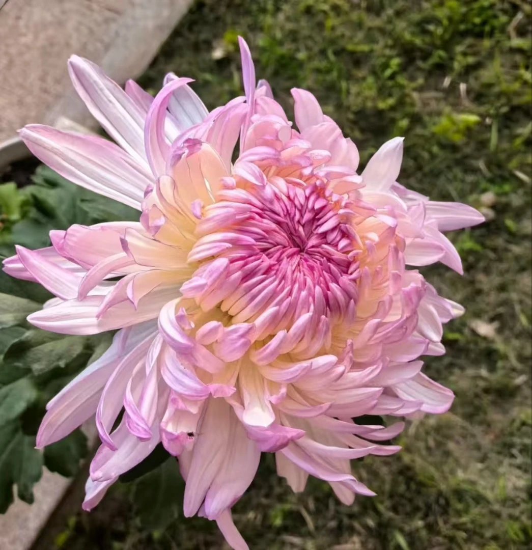 九月大菊-山海荷园大型花阳台庭院好养护
