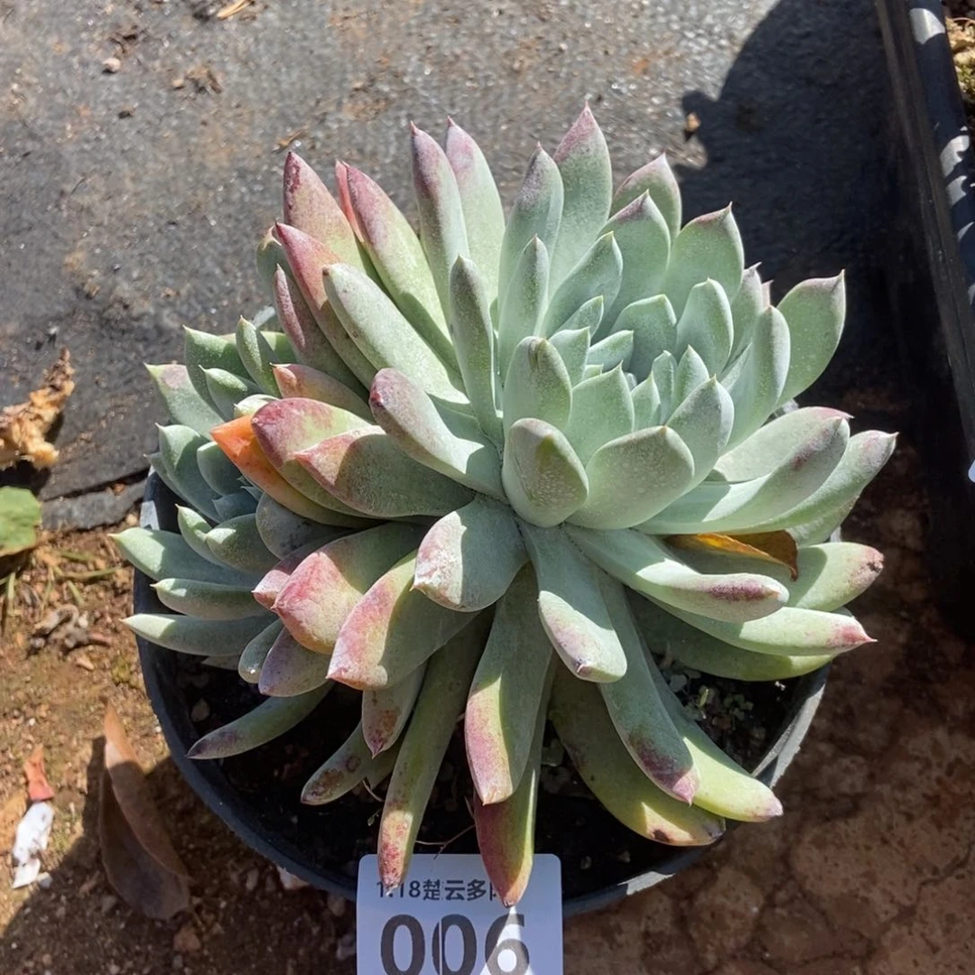 006阿金尼多肉植物