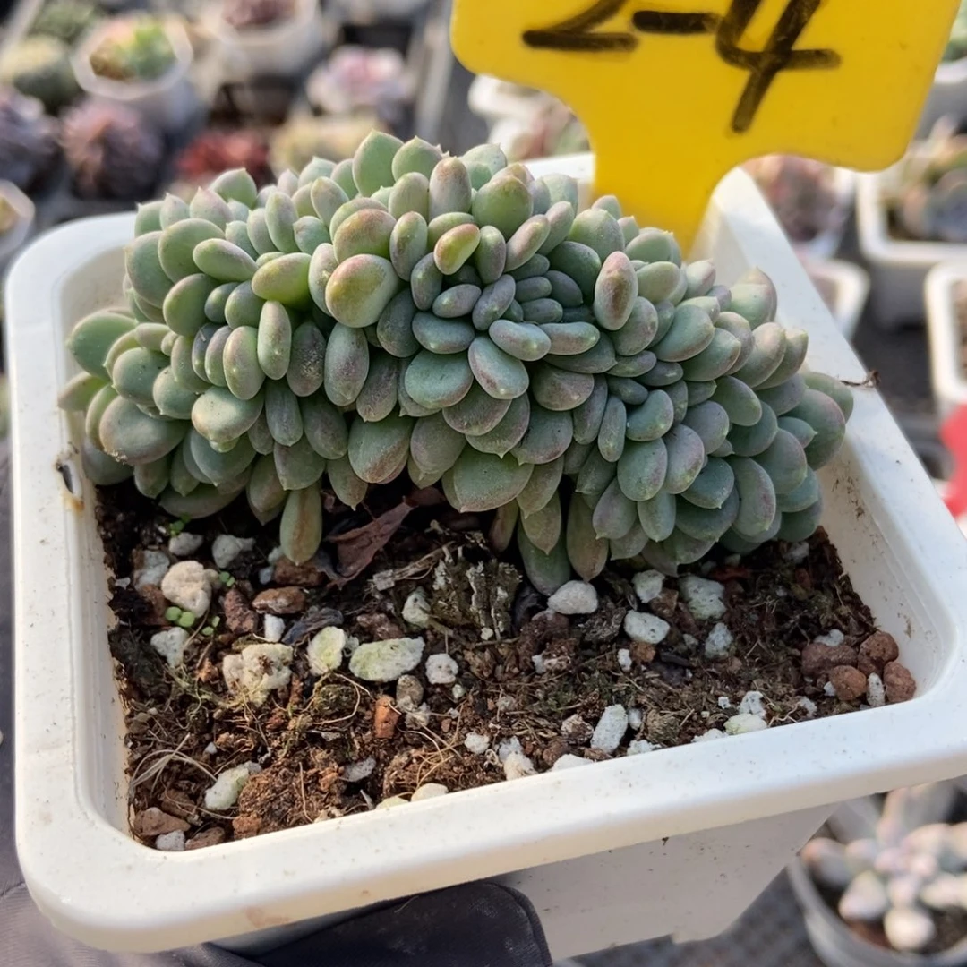 2-4粉珍妮缀多肉植物