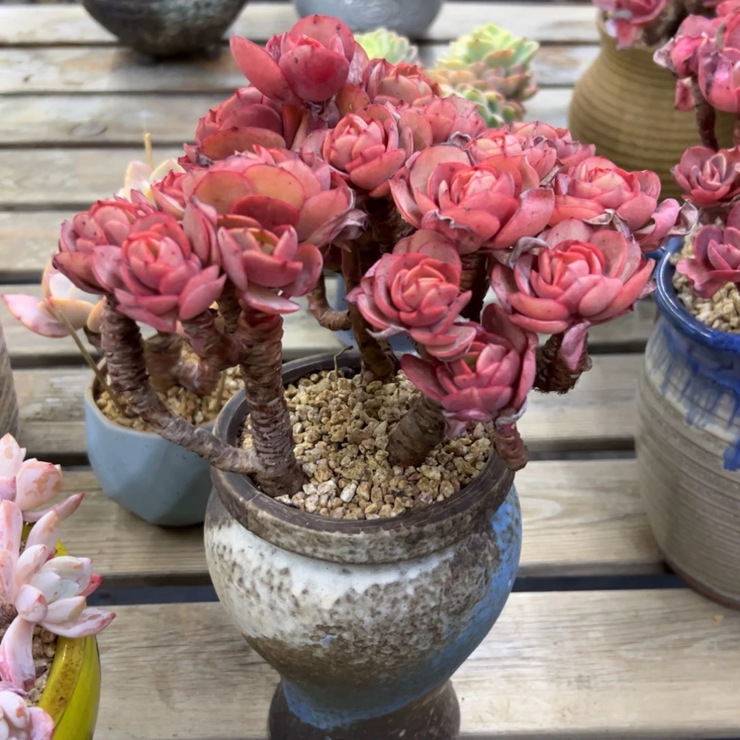 秀妍28 零零多肉植物