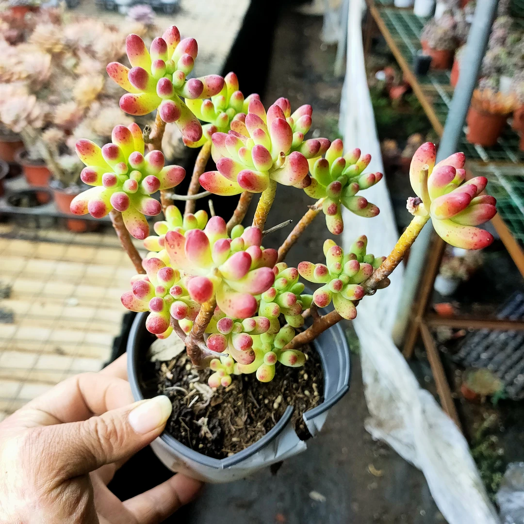 果冻乙女心 满20包邮不带盆土发货 以直播间为准长沙星昊