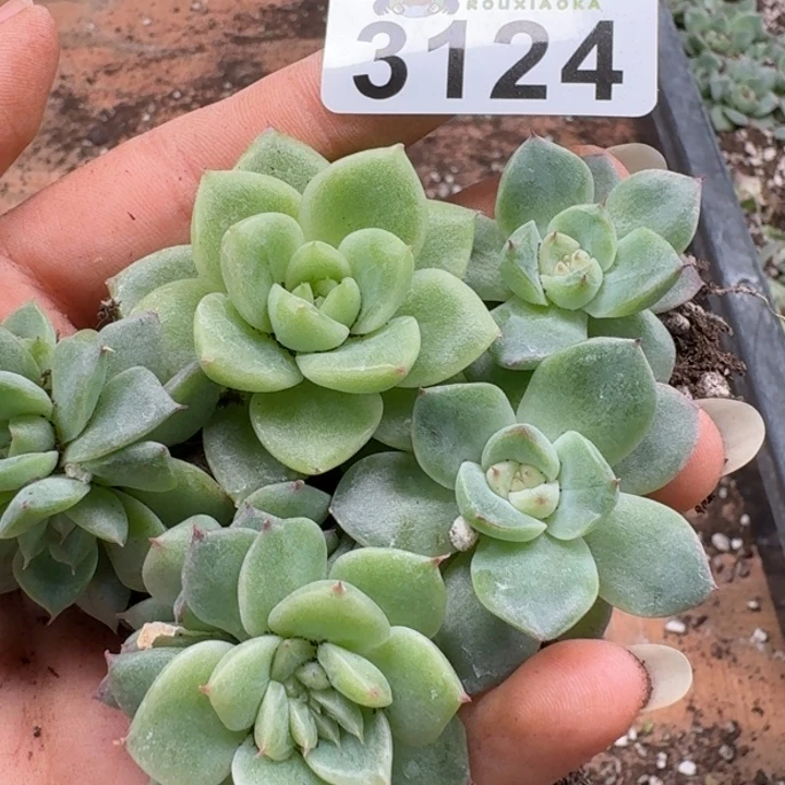 多肉植物多肉植物