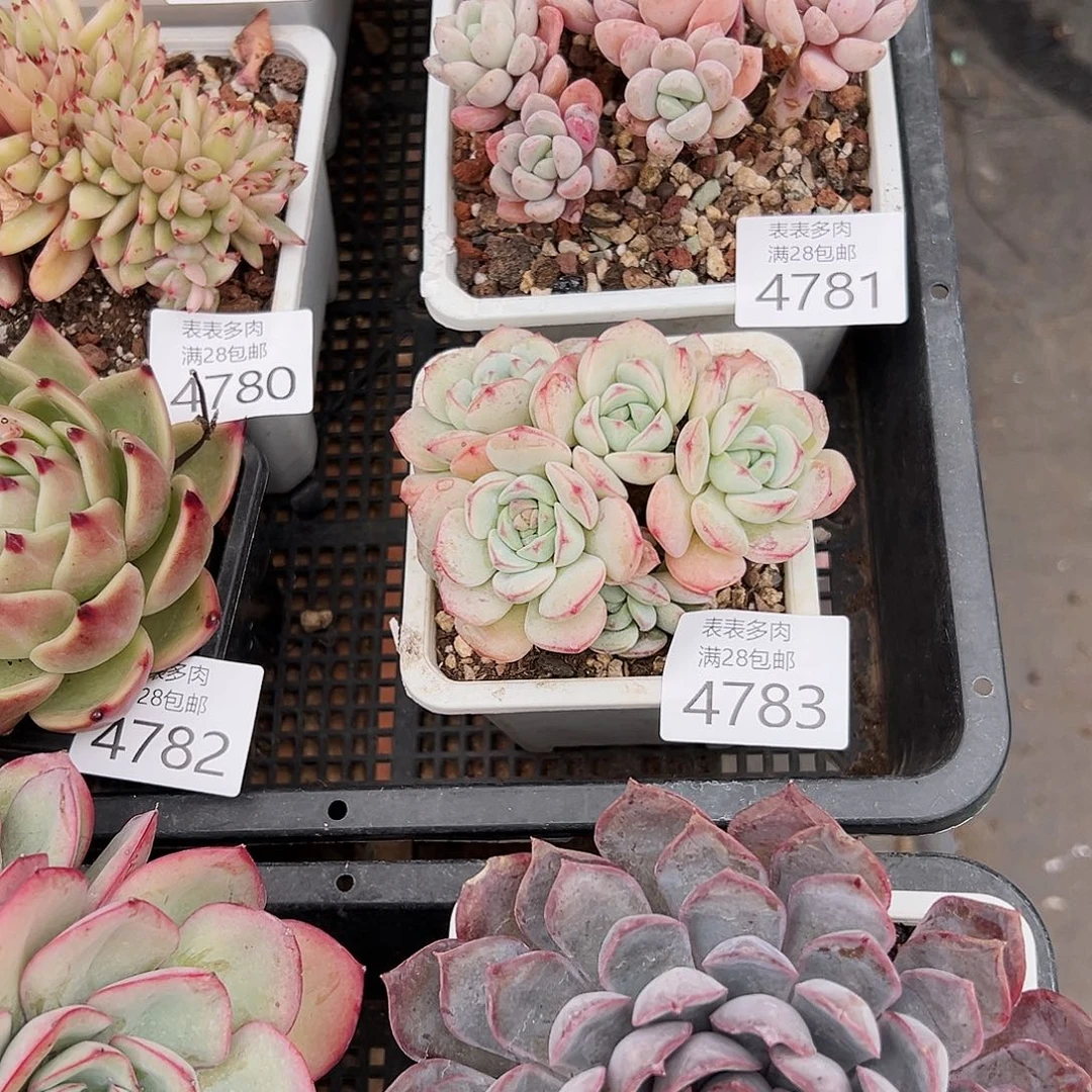 9号?*田我们的确是一4783