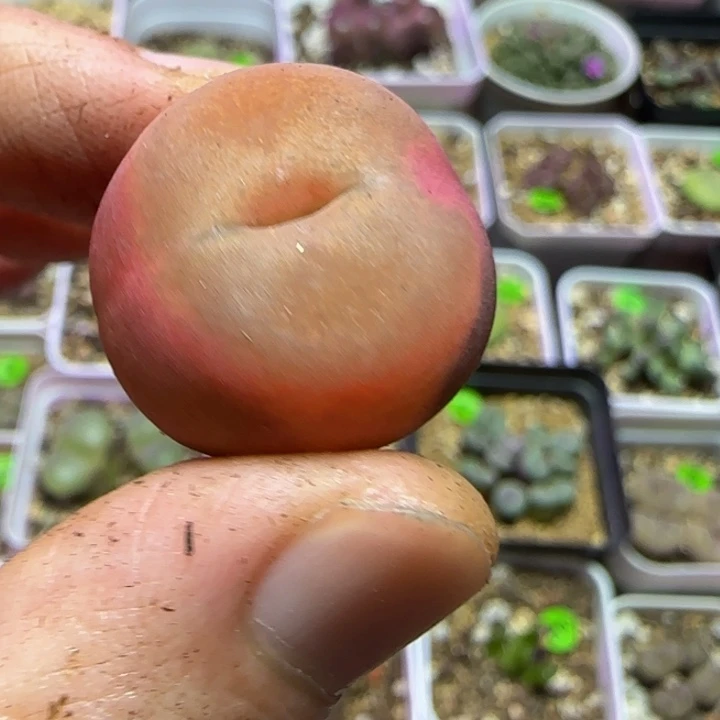 2.4漂亮多肉植物686