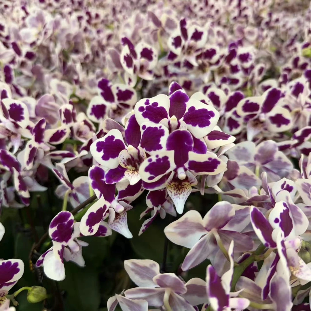 精选蝴蝶兰【红豆冰】紫白色系蝴蝶兰 室内花卉绿植 基地直发