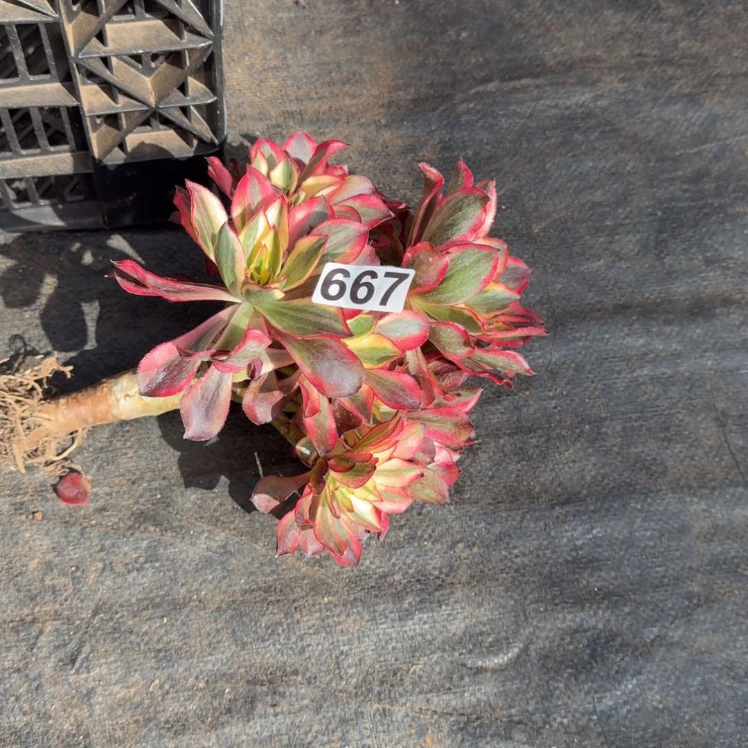 667多肉植物魅影多肉有干伤