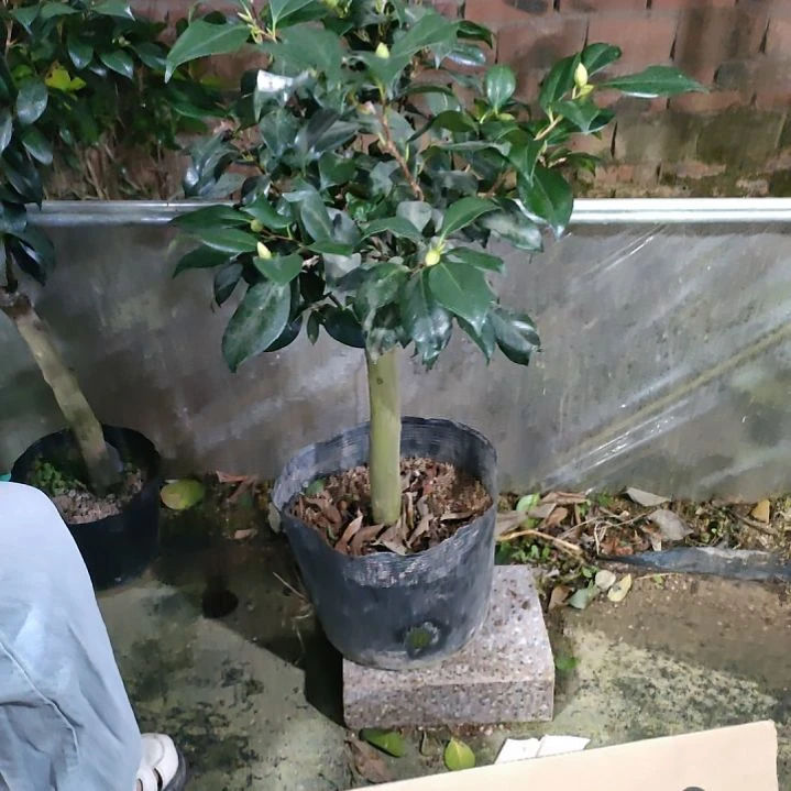 330友之蒲，原盆原土发货，不包邮