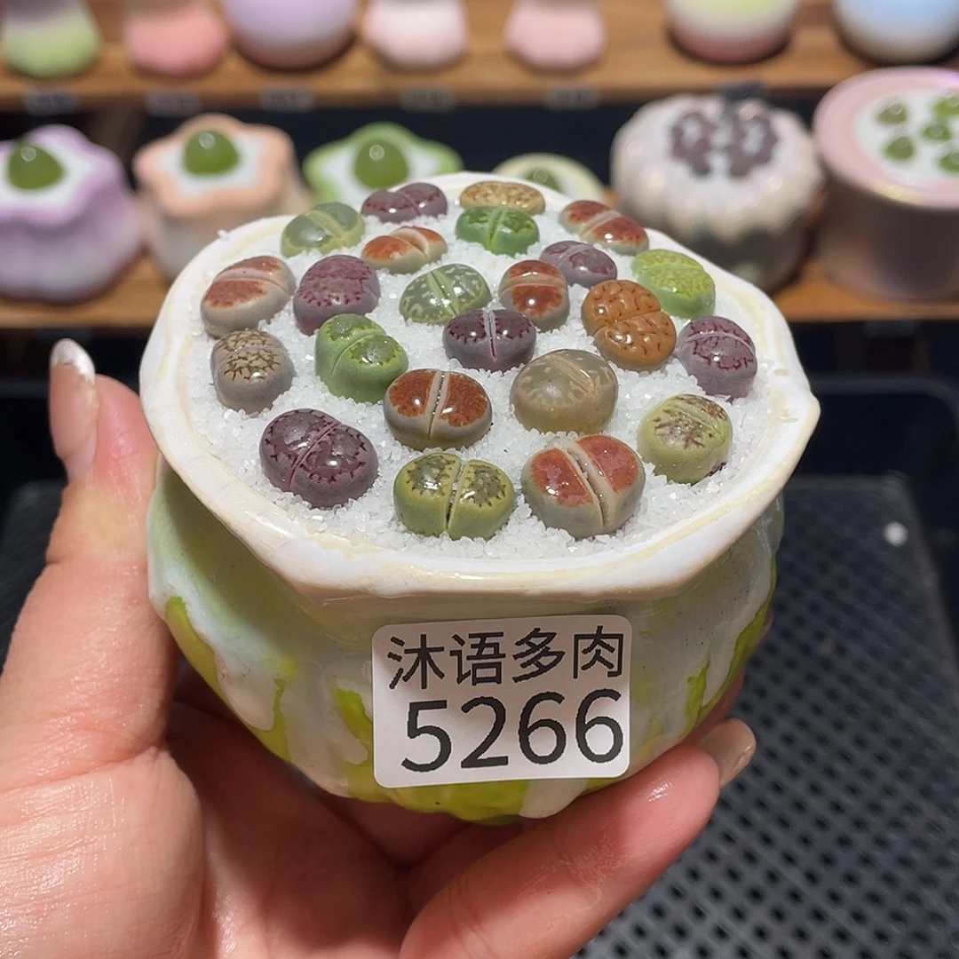 带盆土植物 一物一拍5266