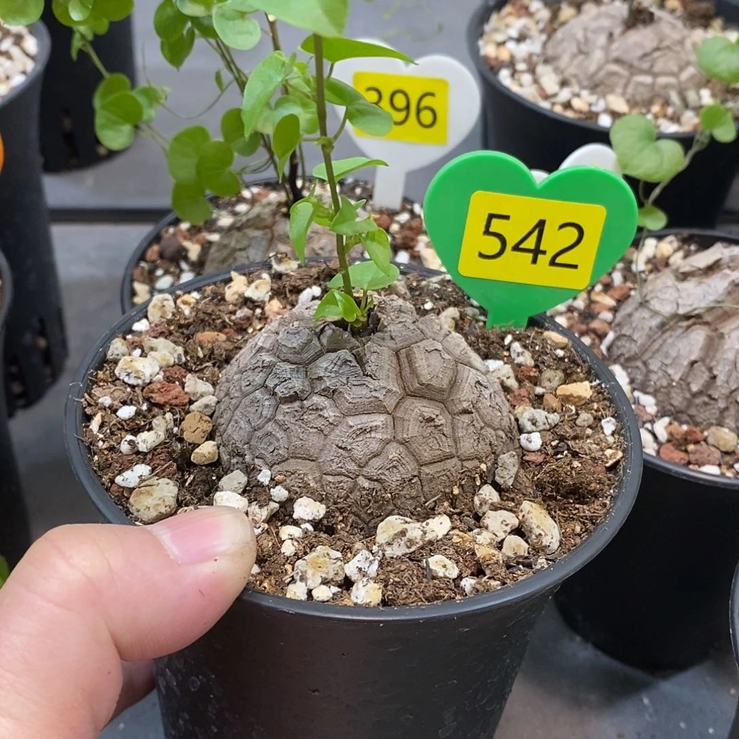 南非龟甲龙龟甲龙