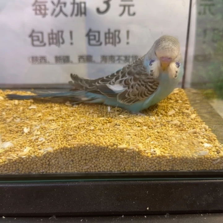 虎皮鹦鹉大头虎皮鹦鹉