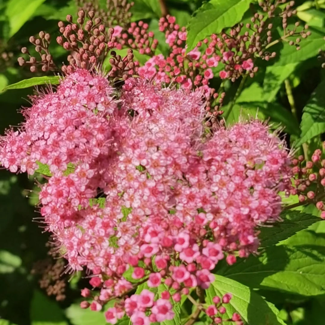 粉色绣线菊庭院别墅阳台种植春季夏季开花花期长粉色佳音花园