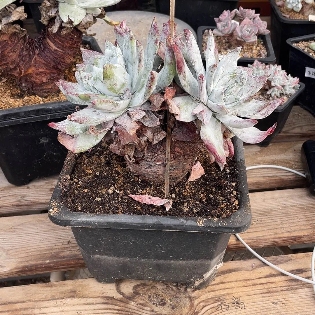 晨溪园艺仙女杯呀