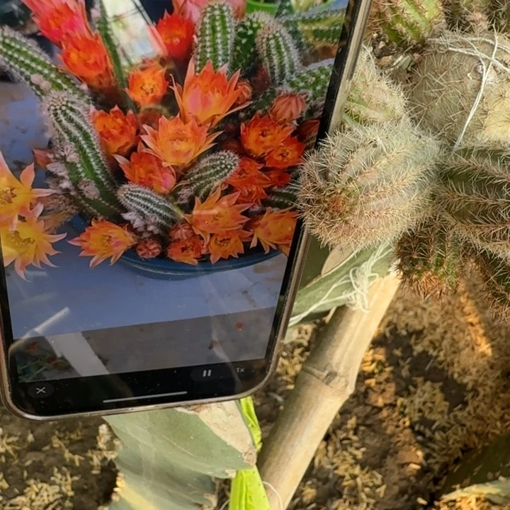 231白檀吕日落无根侧牙小3个