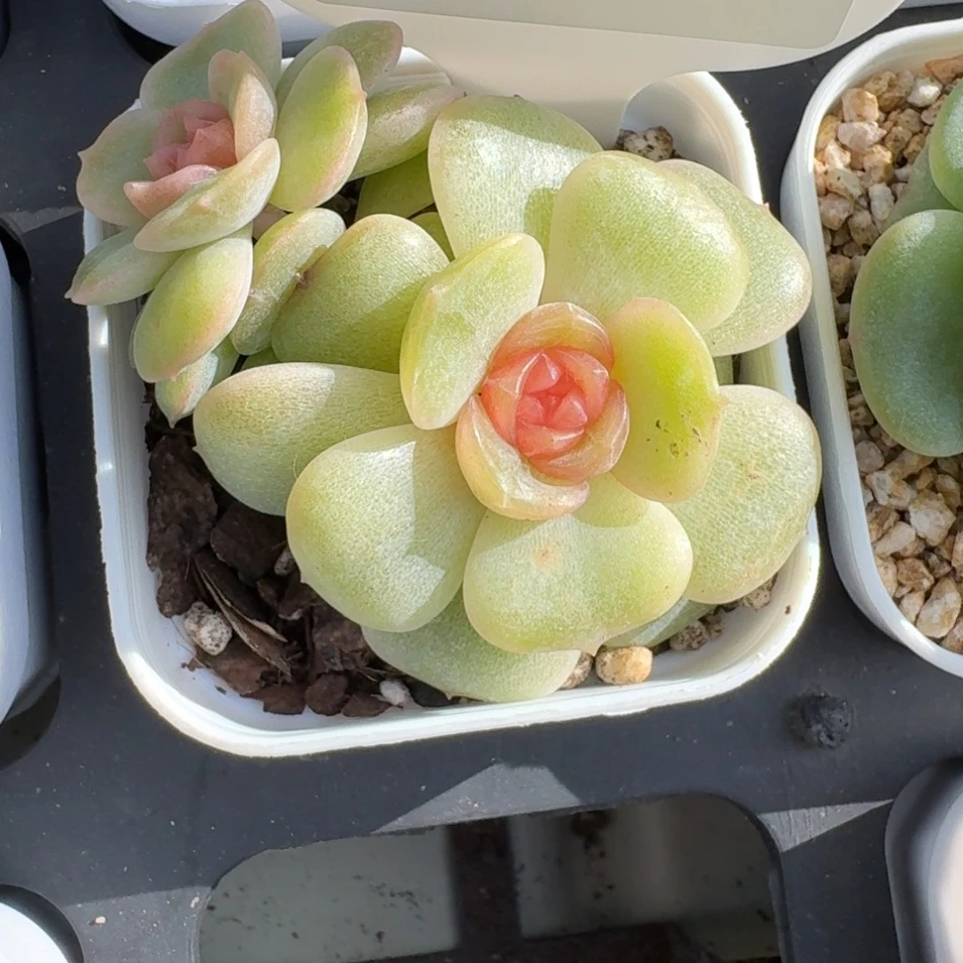 0916-55-彩恋蝴蝶双头