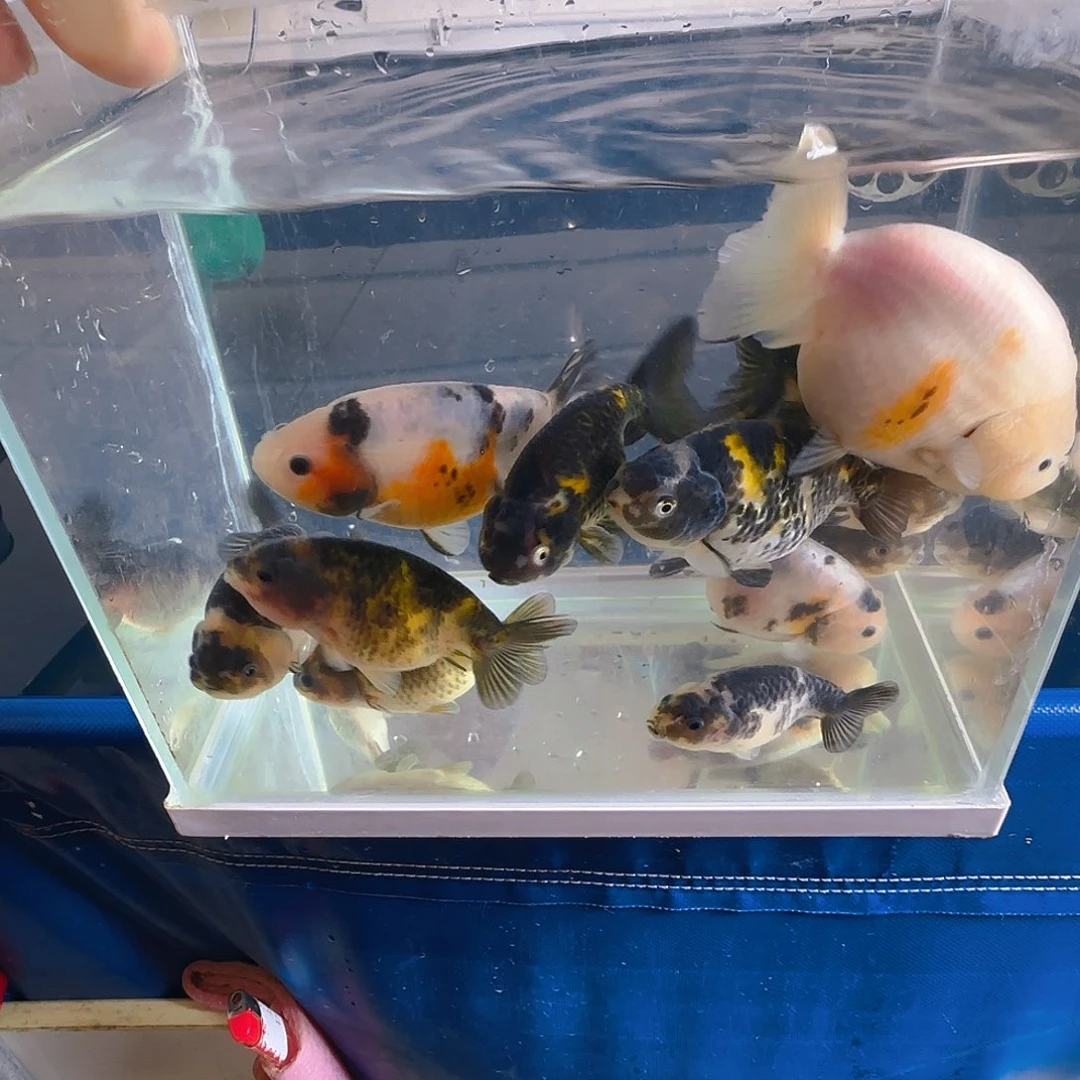 海水鱼淡水现场直拍