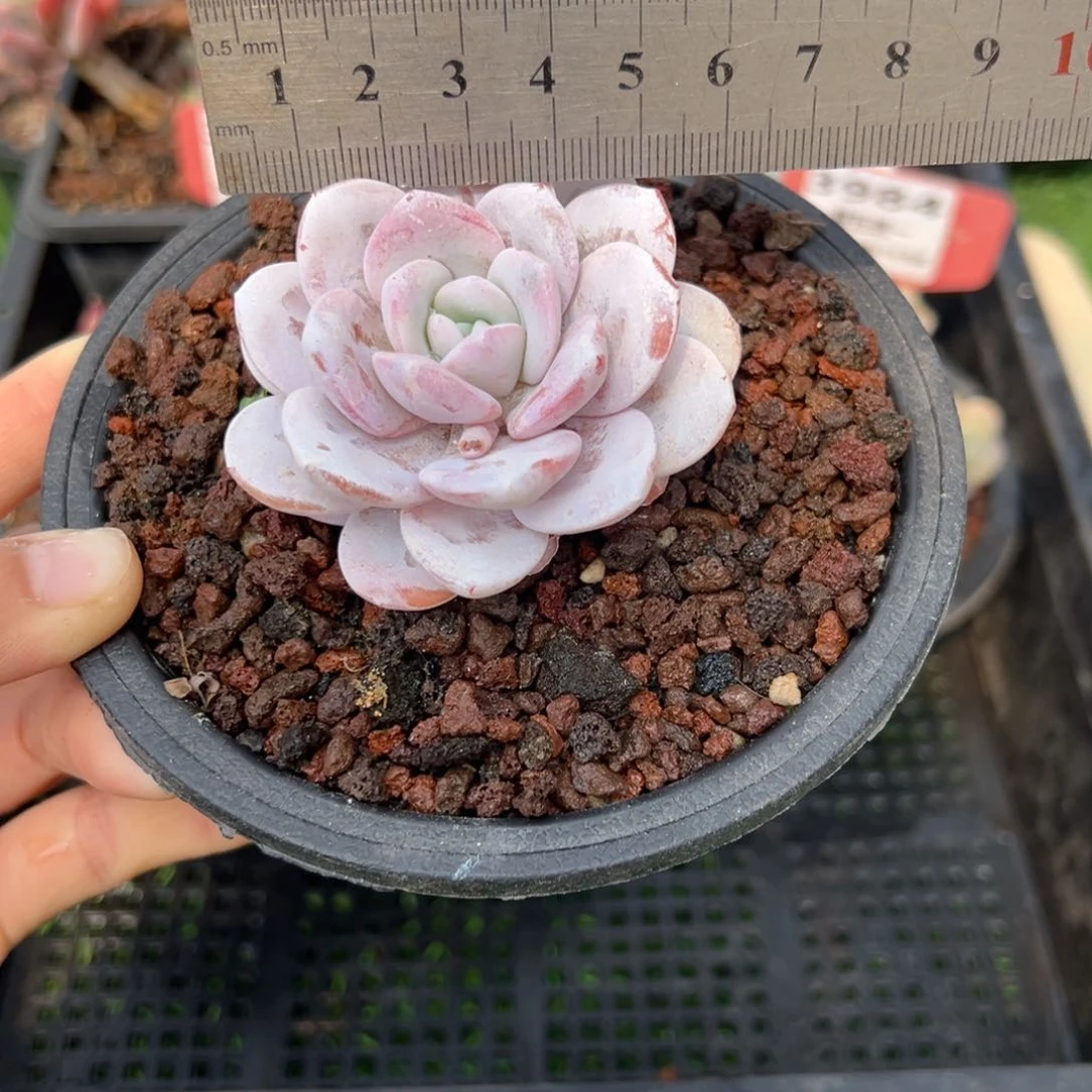 表妹精品多肉3985.