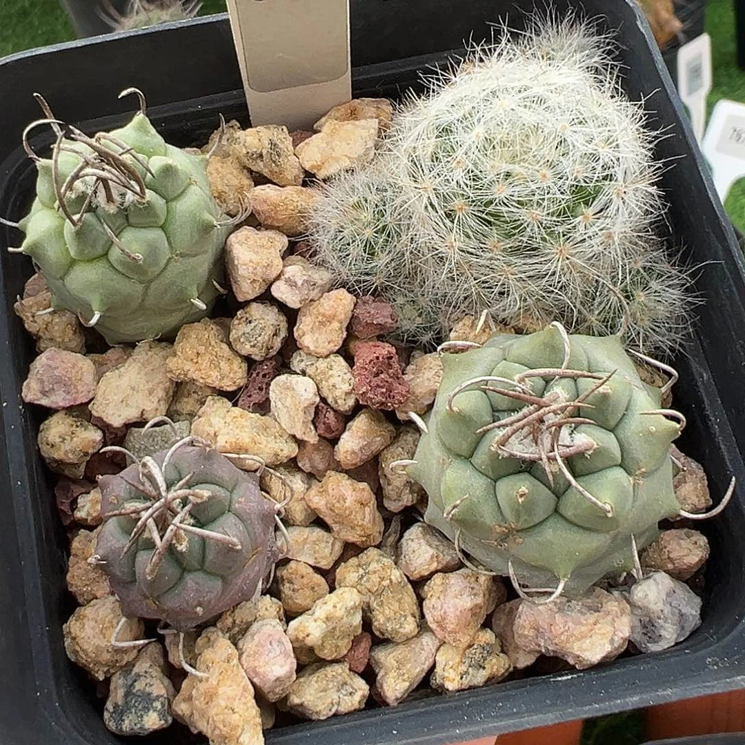 668 一起 4 棵清货满 39 包邮，非偏远地区