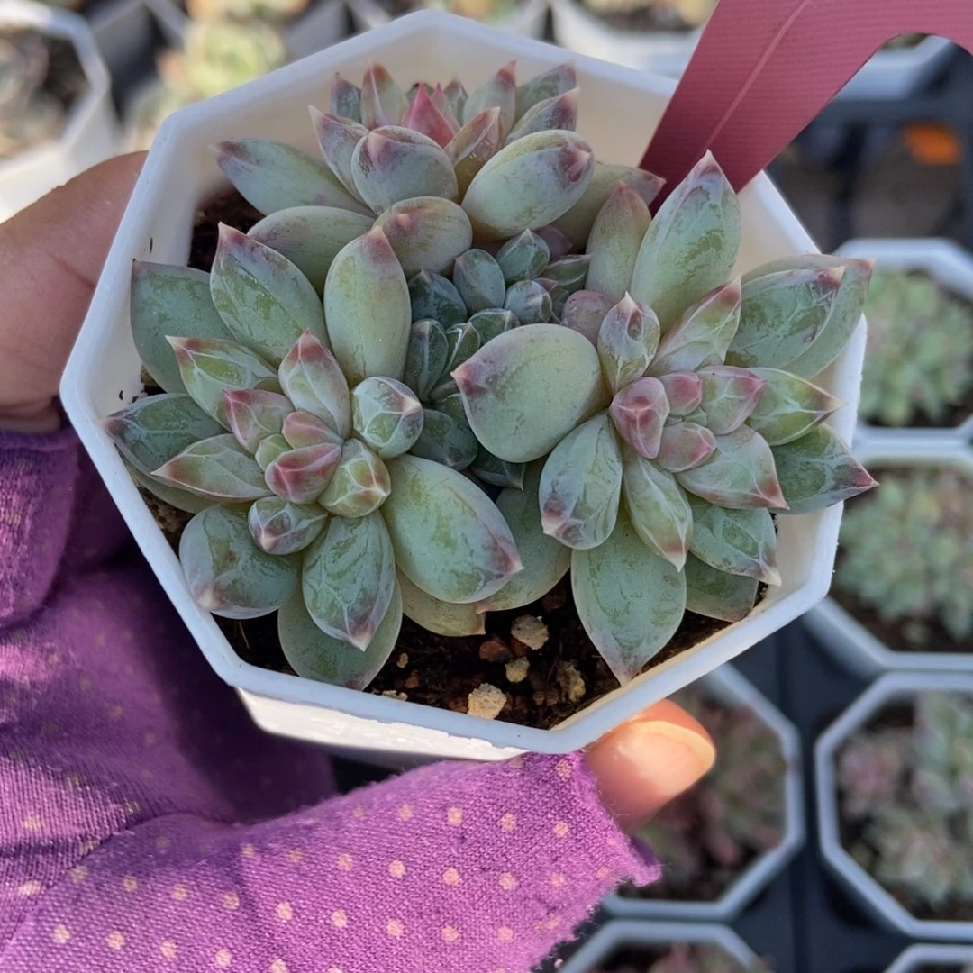 1445伊丽莎白多肉植物