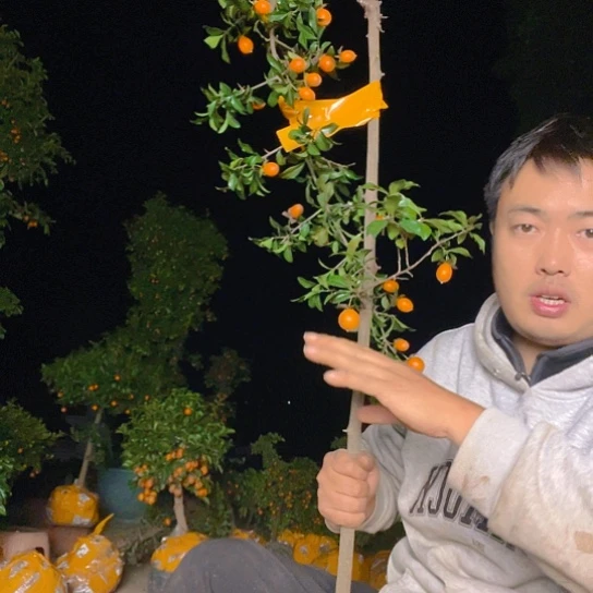 无花朵金弹子庭院原生品种