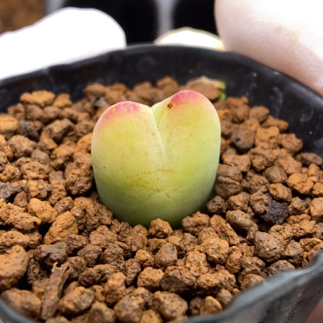 多肉植物肉锥杂交K-122（1.3）微瑕福利