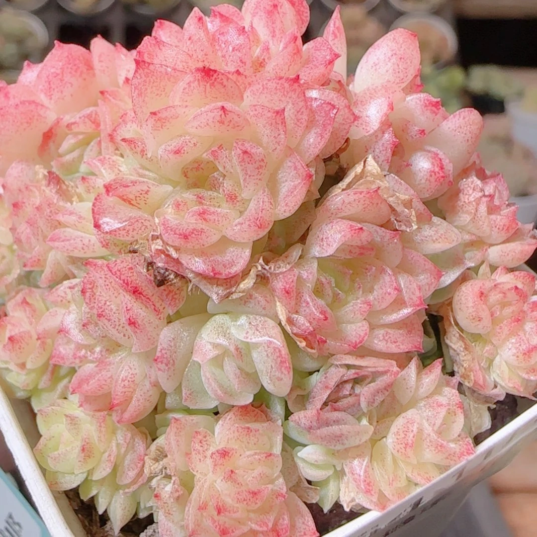 花语逸镜1115-164散