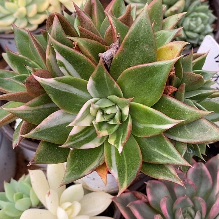 藏宝图哈哈哈哈哈