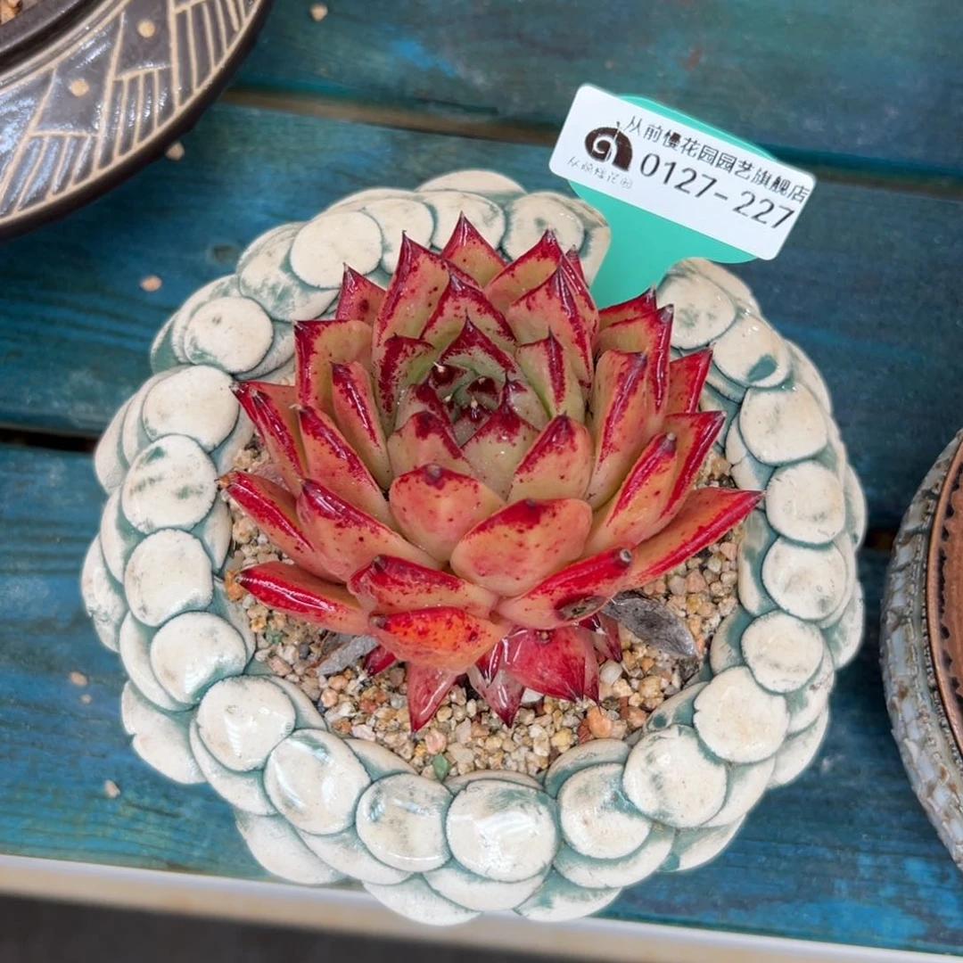 多肉一物一拍0127-227