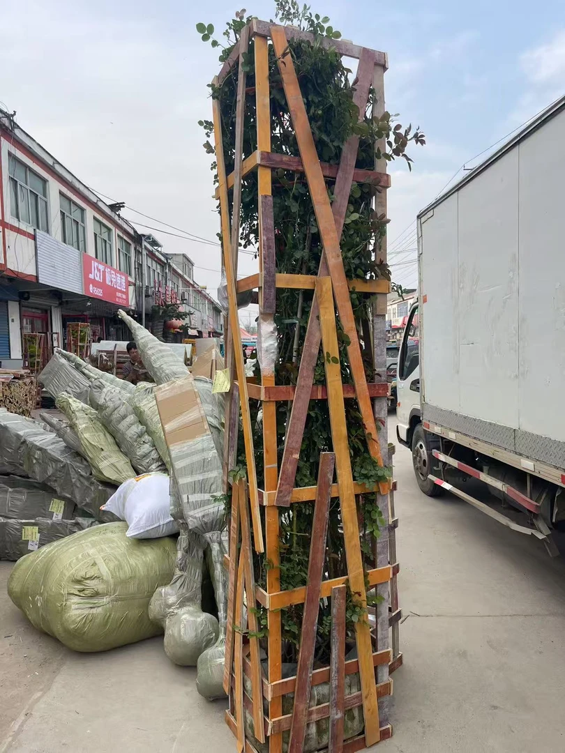 【原盆原土木架发货】藤本月季大苗庭院阳台走廊均可种植爬藤