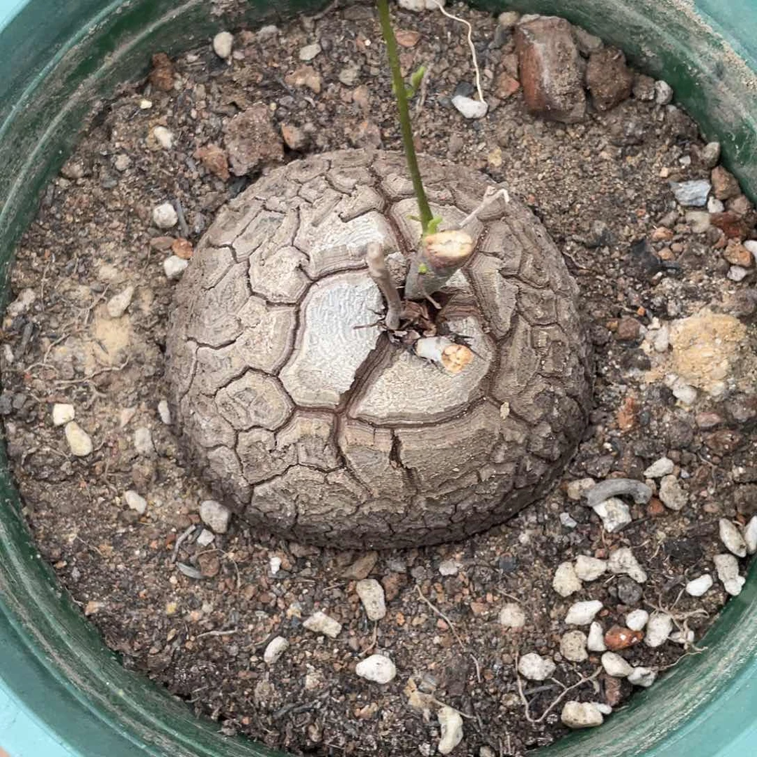 50号龟甲龙包邮带盆