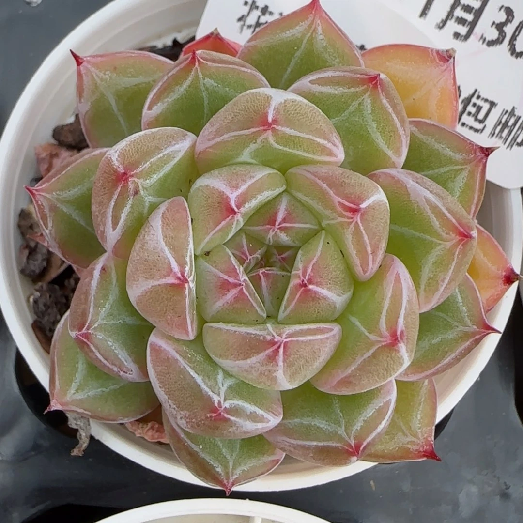 花语逸镜0130-157