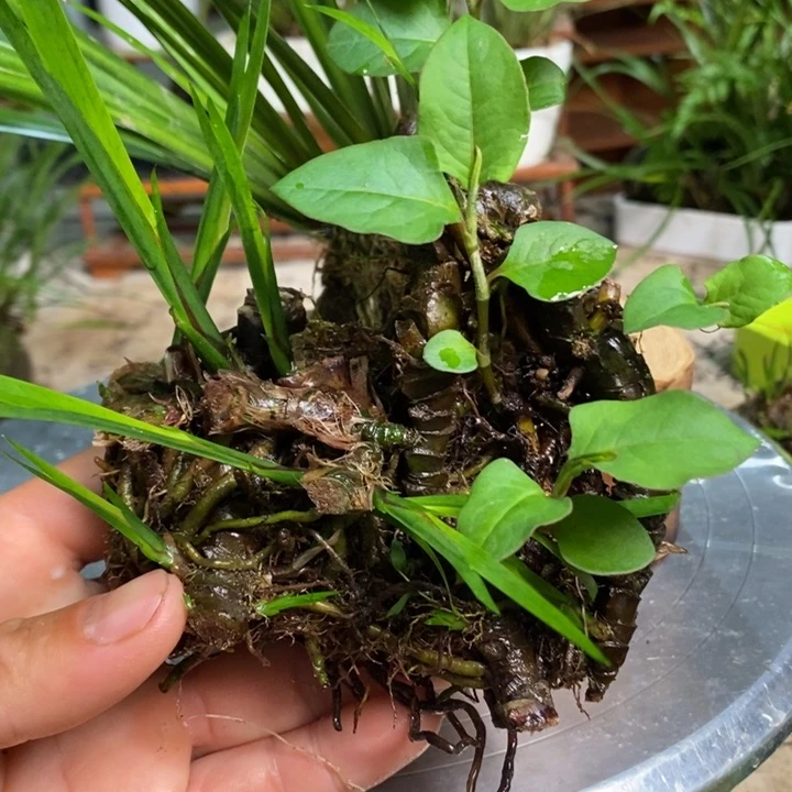 无花朵@****族菖蒲不去我要回家来