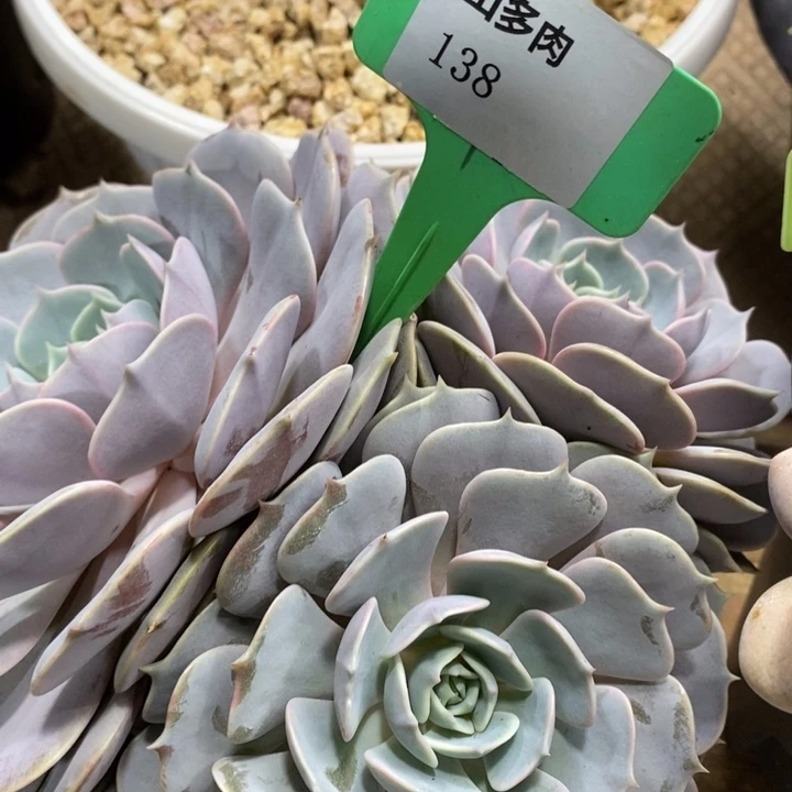 D138- 直播福利 露娜莲三头