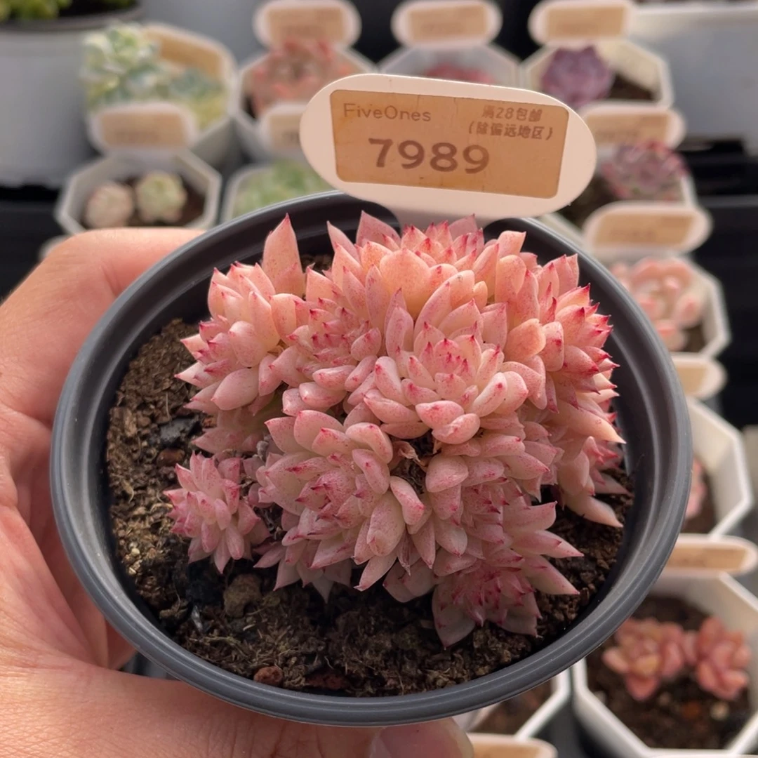 麦秆群7989-7.5厘米