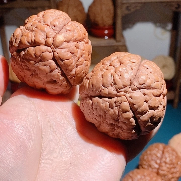 野生三瓣脑纹大金刚