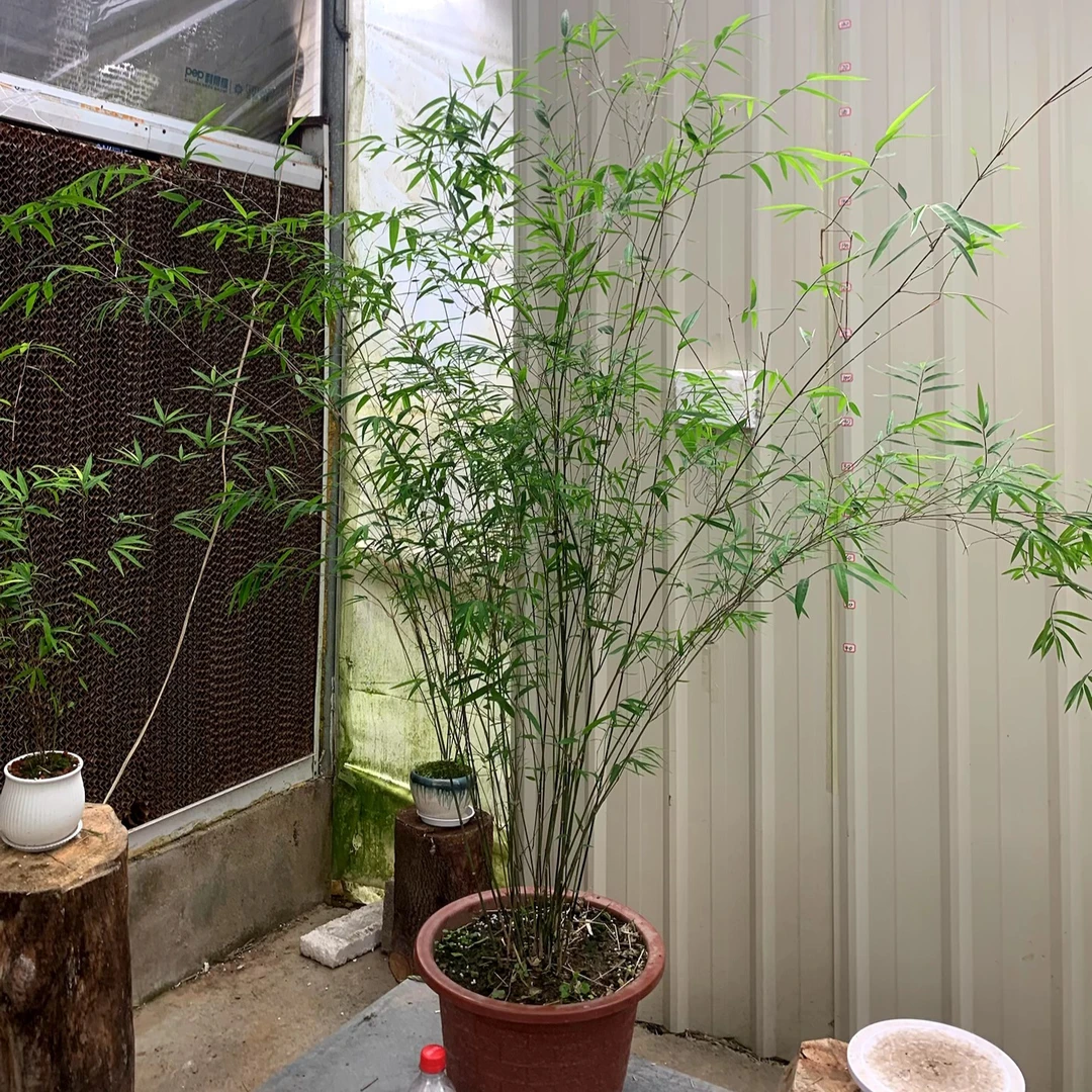 正品内门竹精品高档竹子老桩室内书房高雅盆栽