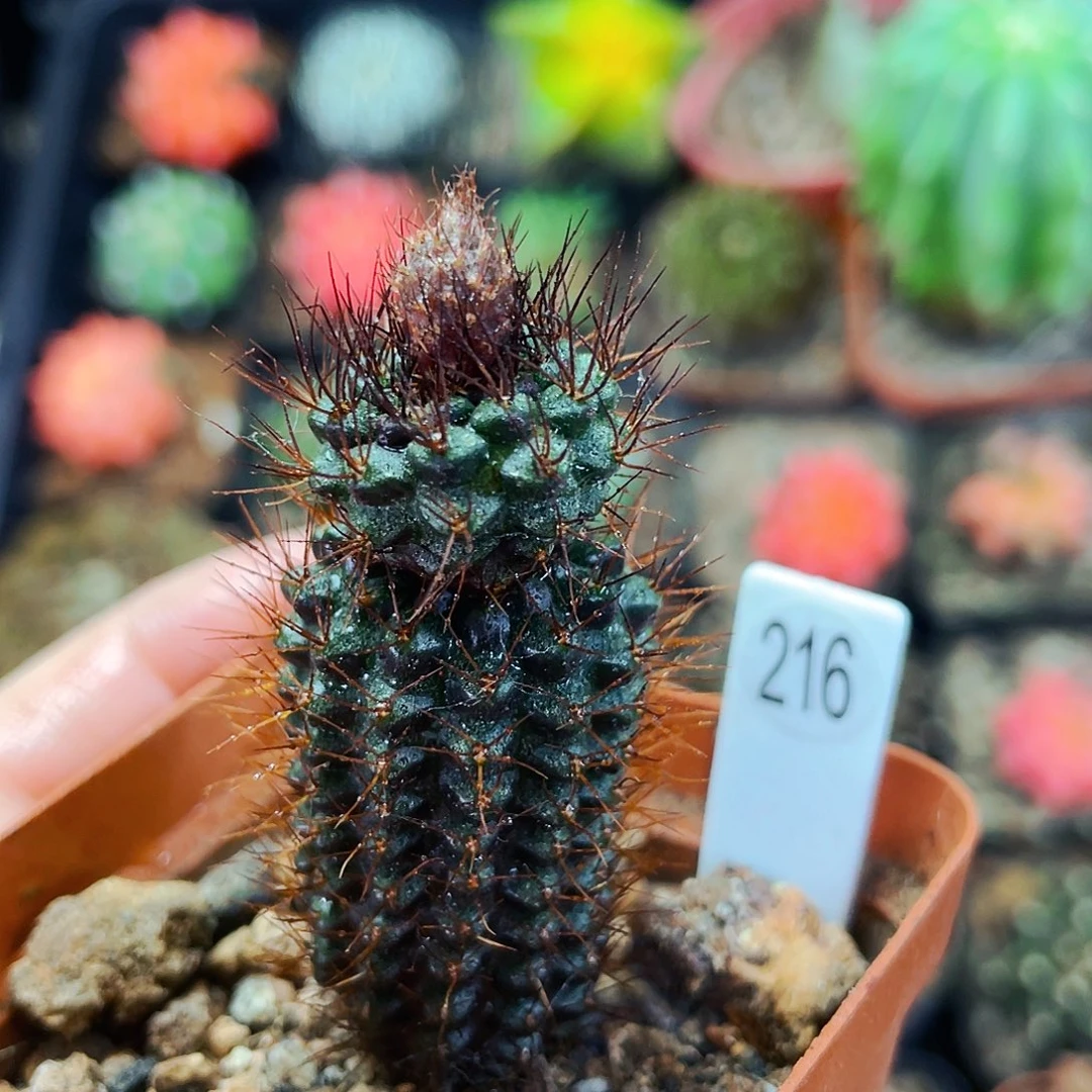 非偏远地区满25包邮仙人球裸根发货