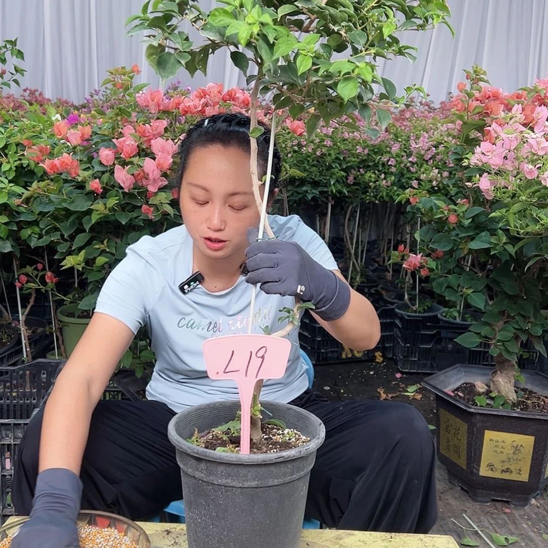 用***3当前无花栽培后可以开花L19魔法樱花
