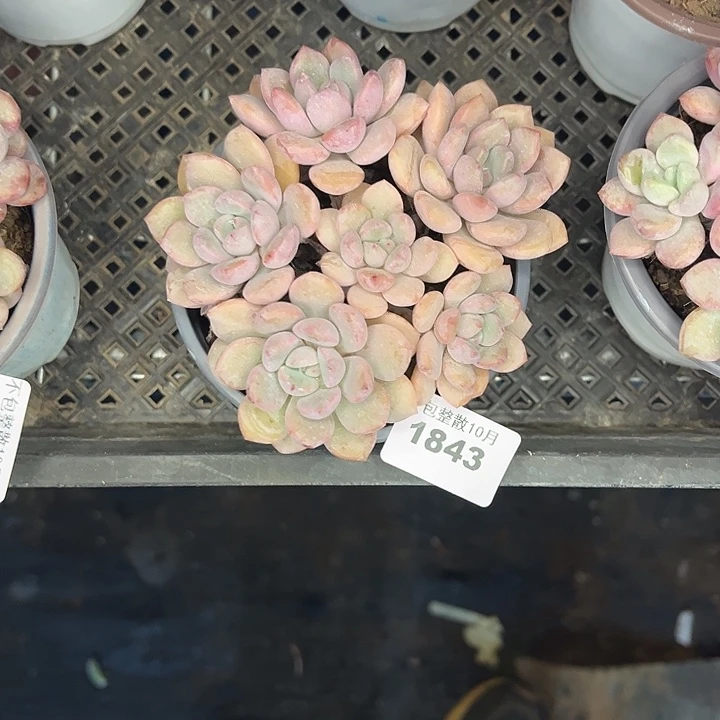 勇***你阿雅园艺。       1843花斑鹿