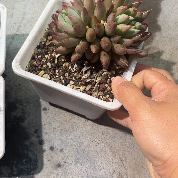 言子4677788@毮喔kkk