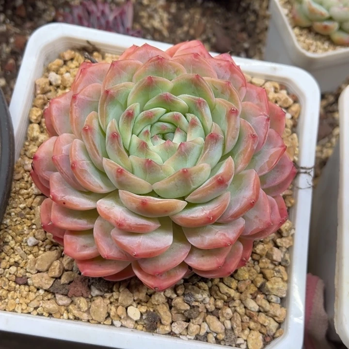 猫眼珍妮 夏鸣园艺