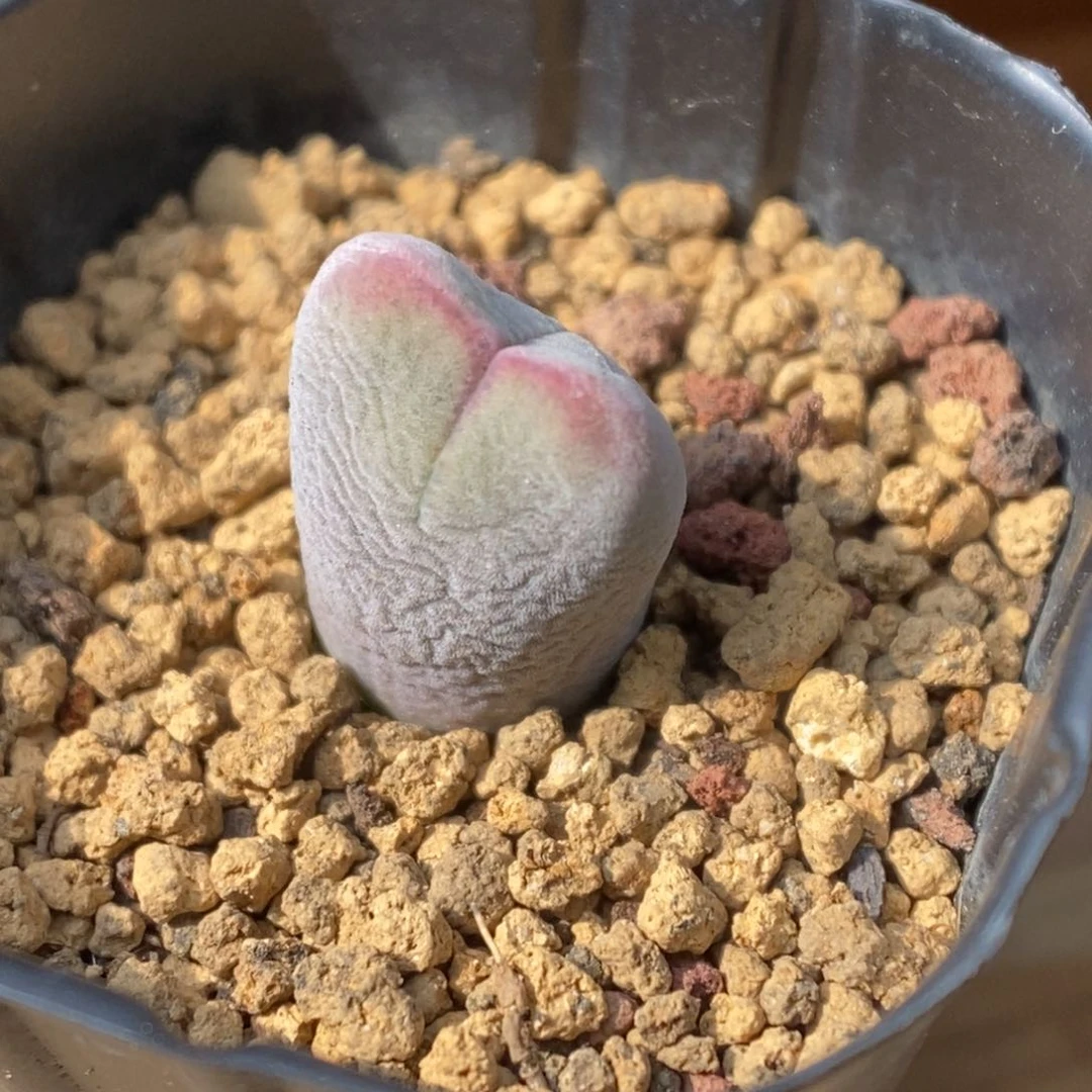 多肉植物肉锥杂交K-4804