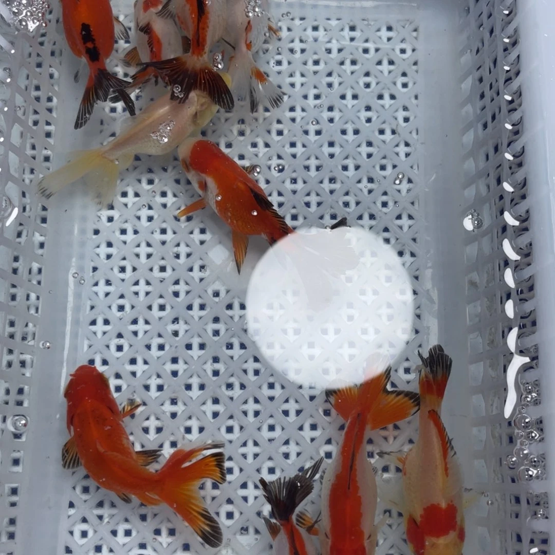 海水鱼花泰狮金鱼75
