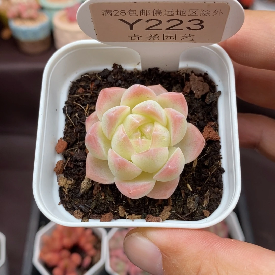 0223 白桃汽水 4cm