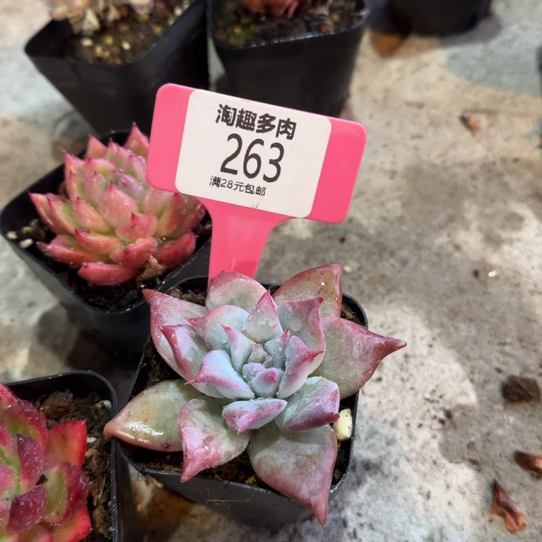 多肉植物祖母绿单头