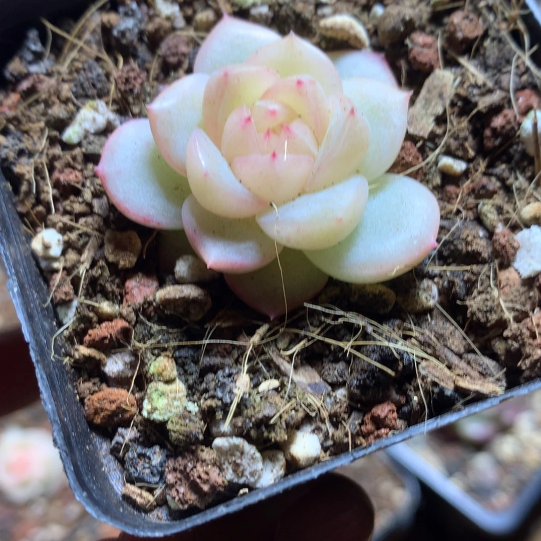 新品子播珍妮一物一拍