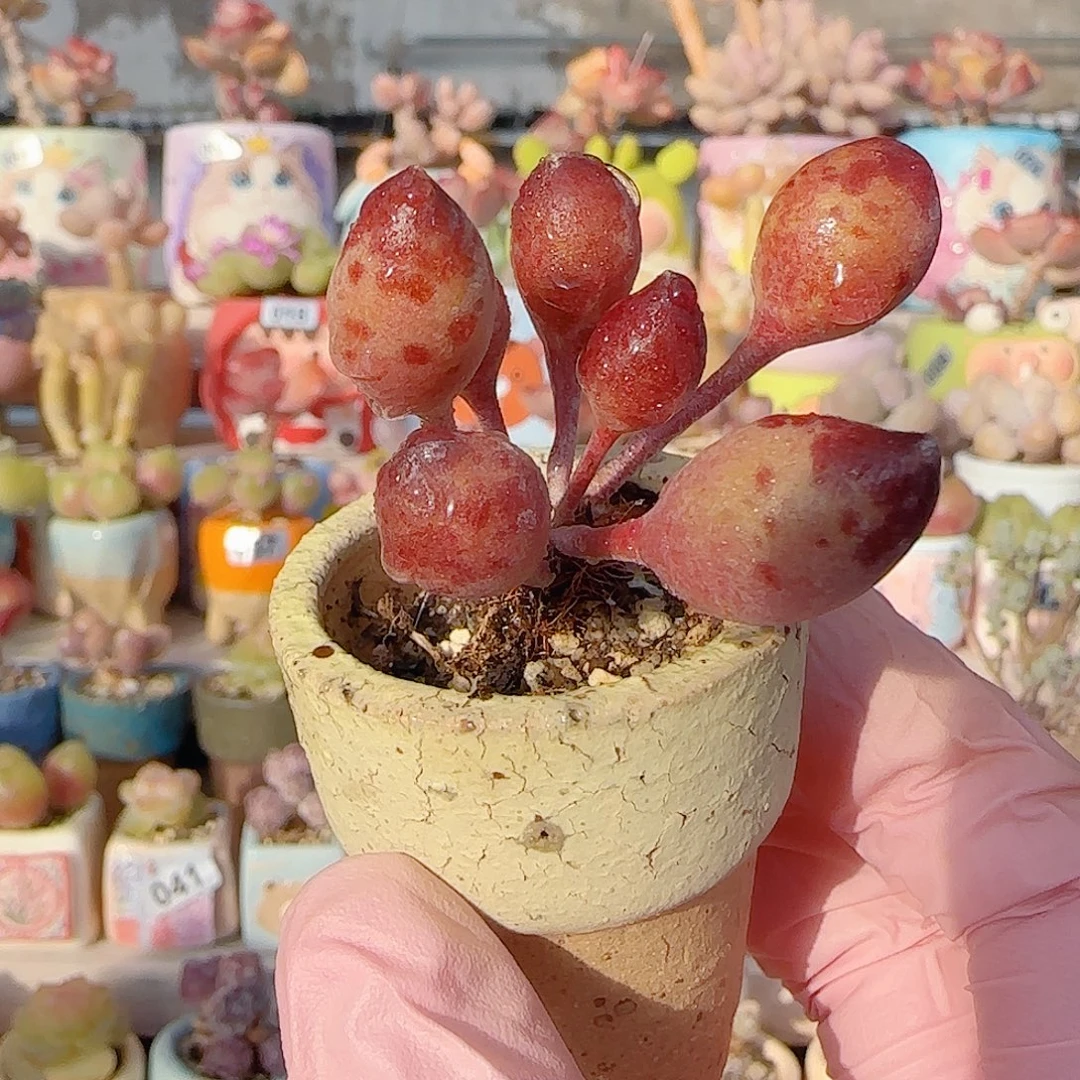 可爱鼓槌 盆口3cm