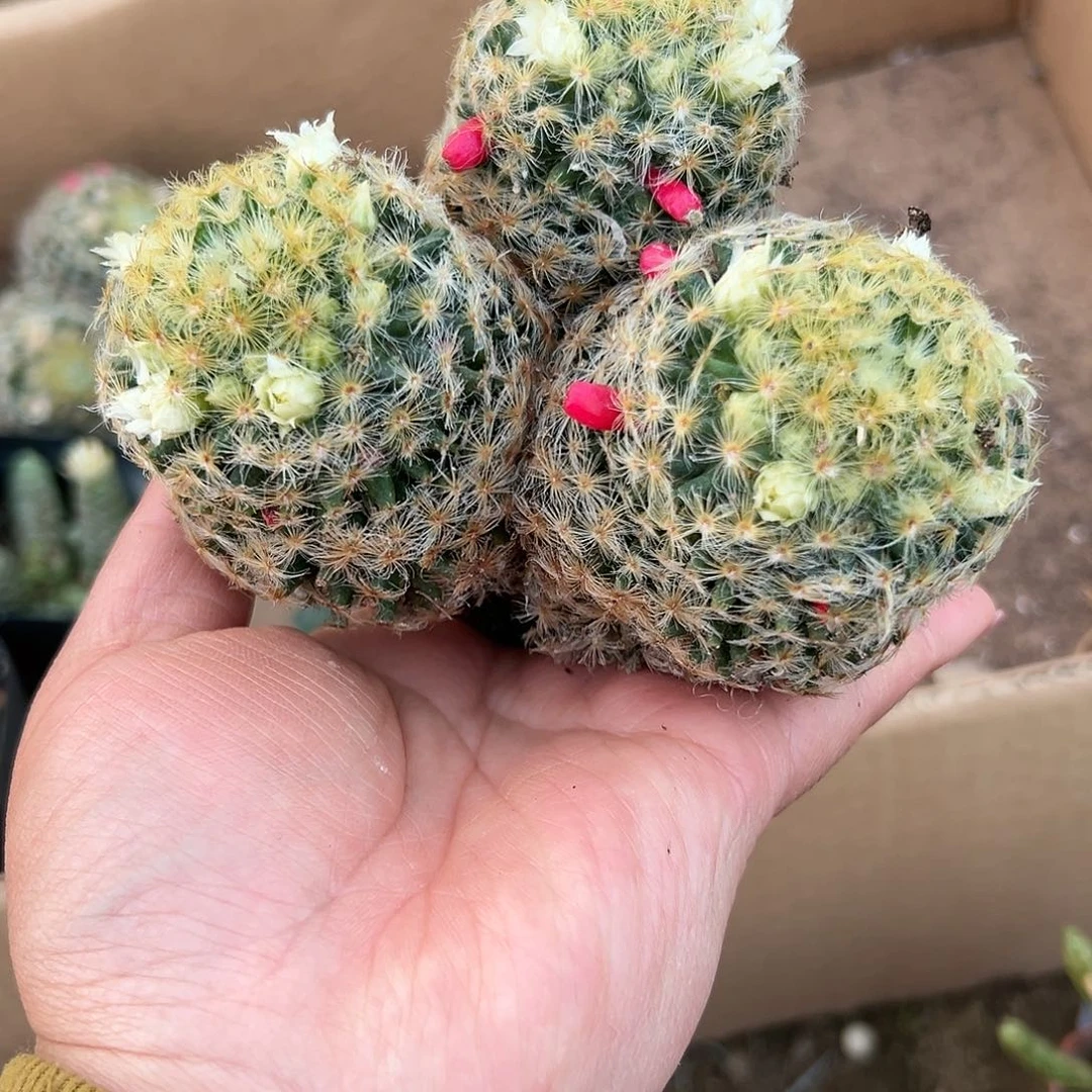 多肉植物多肉植物