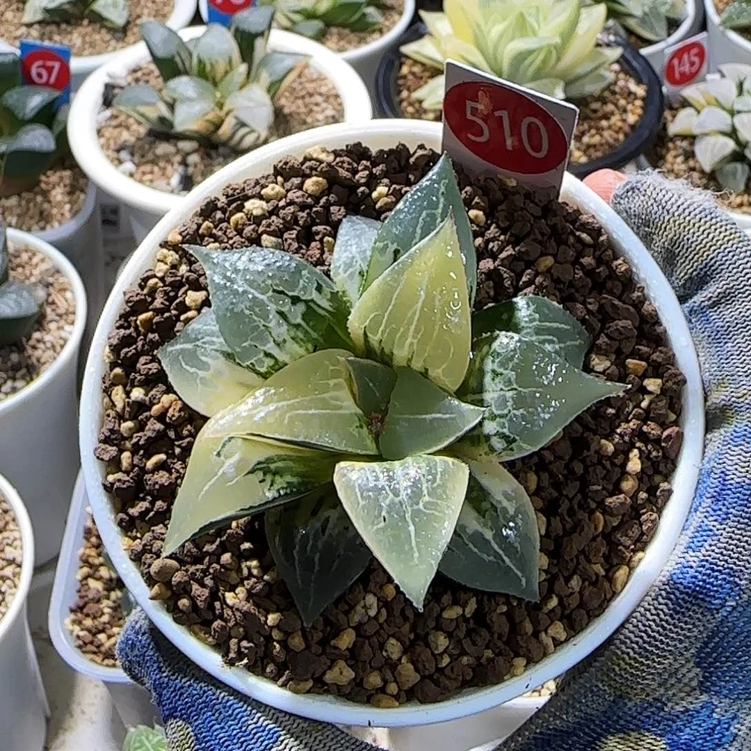 510号酒吞童子锦 极上斑 7 厘米左右一物一拍带盆土发货