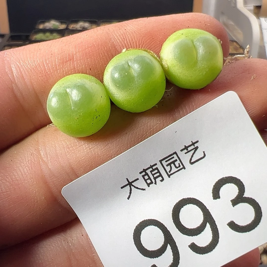 西***卡一物一拍。     993