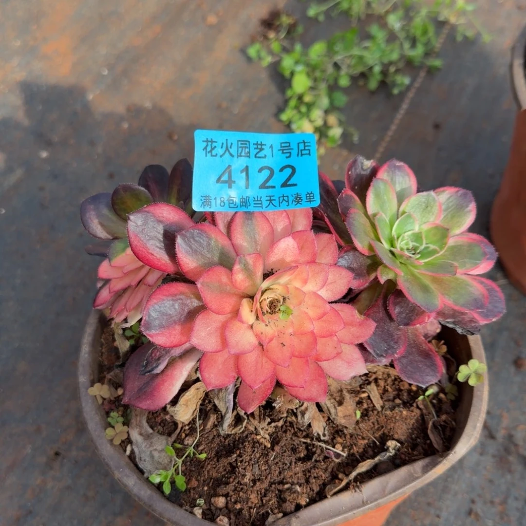 黑魔锦4122多肉植物法师